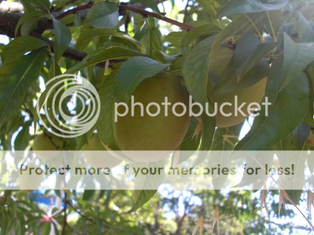 rio oso gem peach photo orchardpics077.jpg